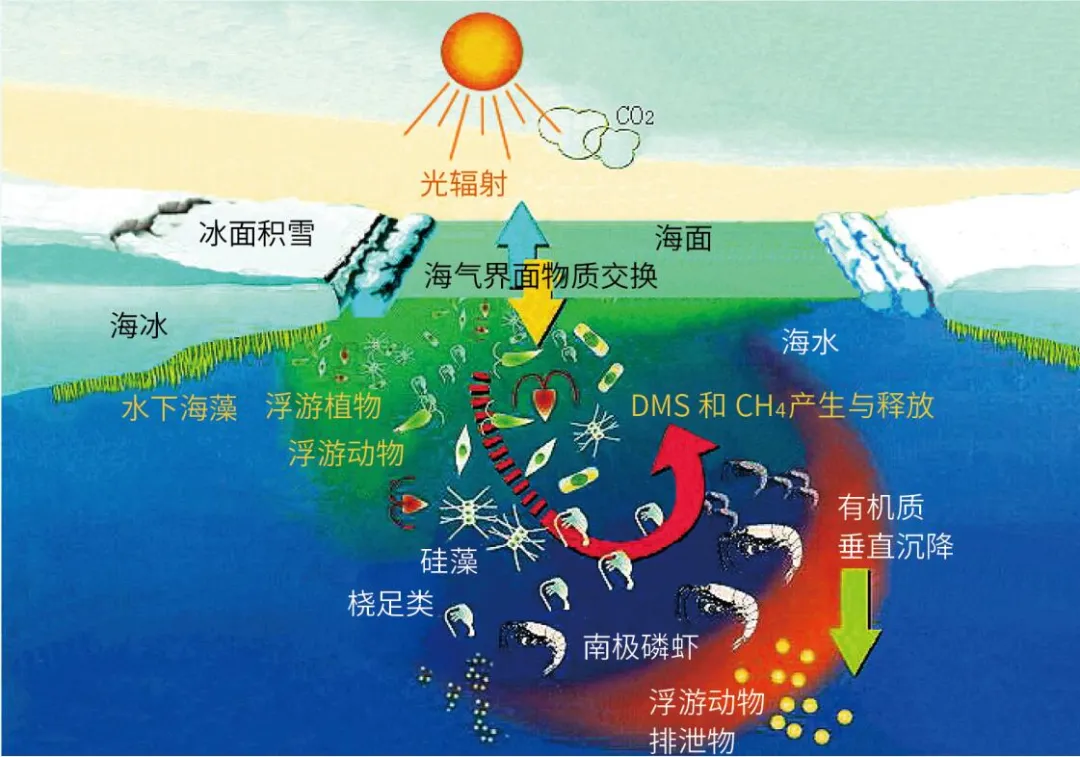 南极海冰区;冰下草原;海洋真光层生物地球化学