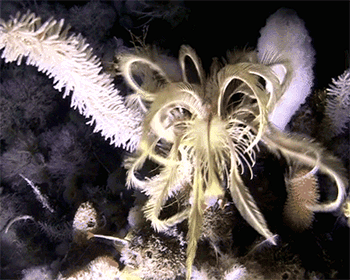 南极海底海百合