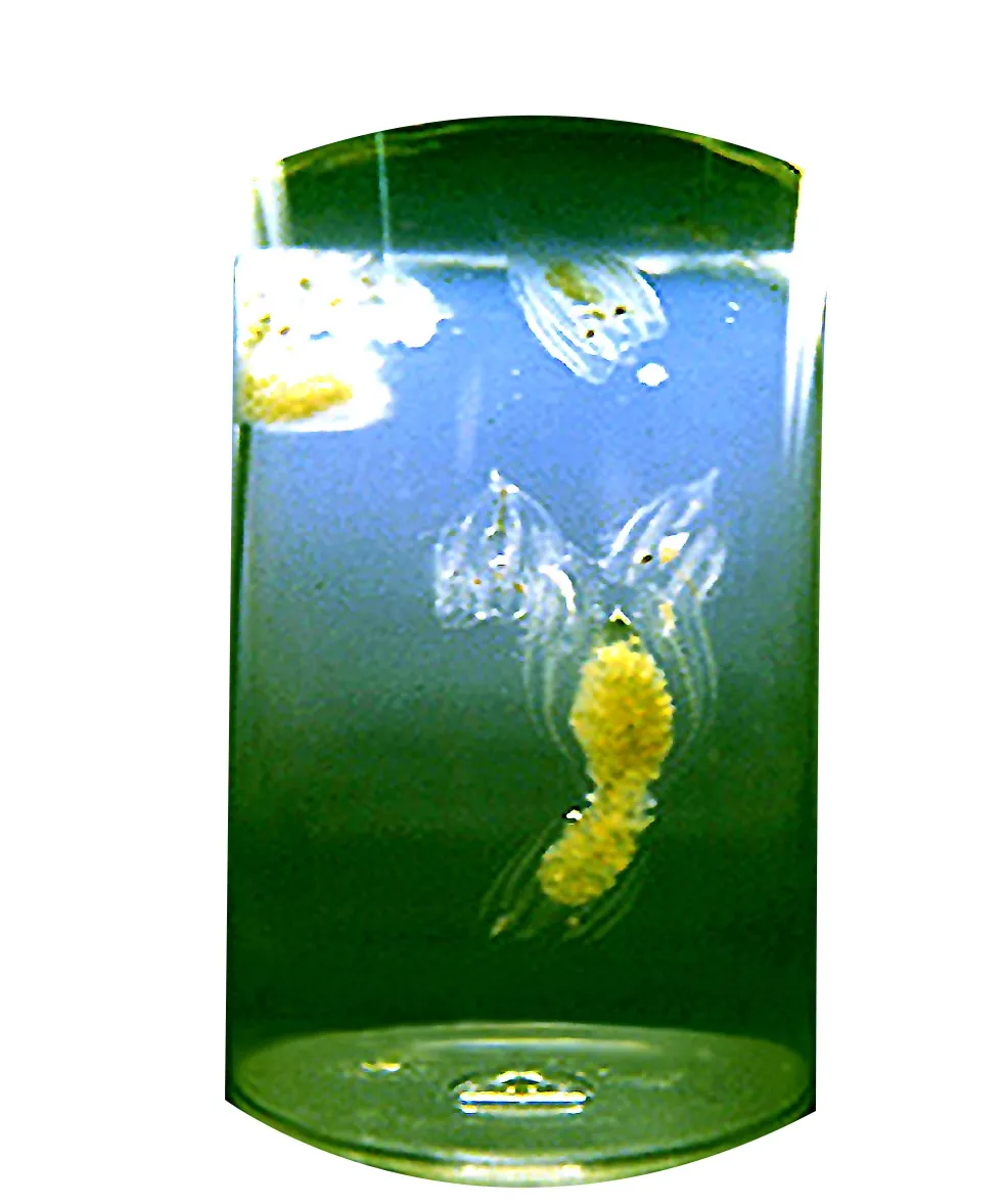 海底的智多星1号——南极栉水母