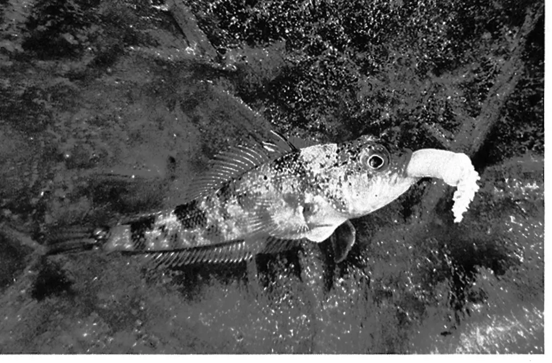 T·伯纳奇冰鱼正在吞噬鳃曳虫 T·伯纳奇冰鱼正在吞噬鳃曳虫