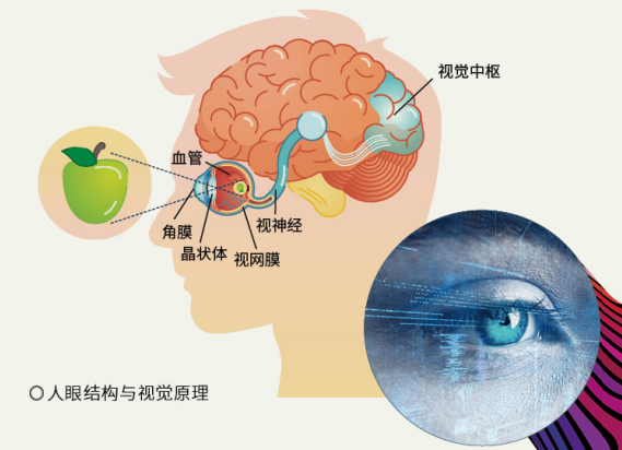 人眼结构与视觉原理