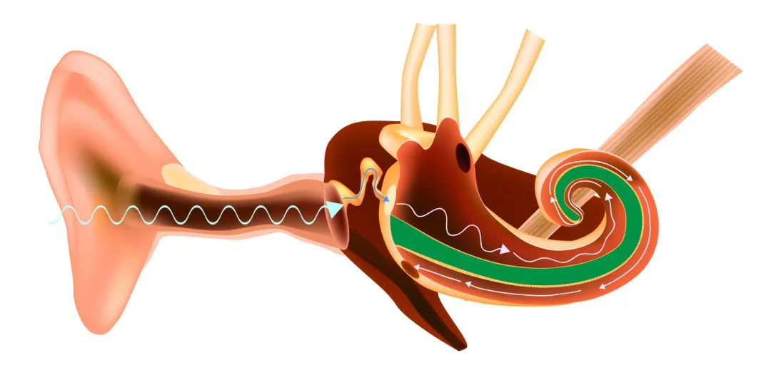 人耳结构与听觉原理