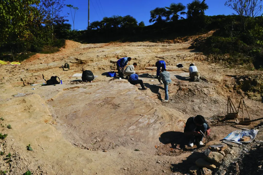 科研人员;发掘化石