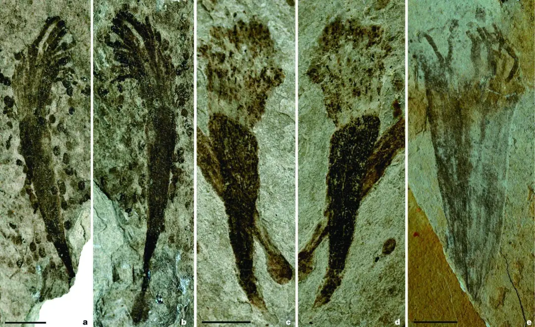 蓝田生物群;动物化石