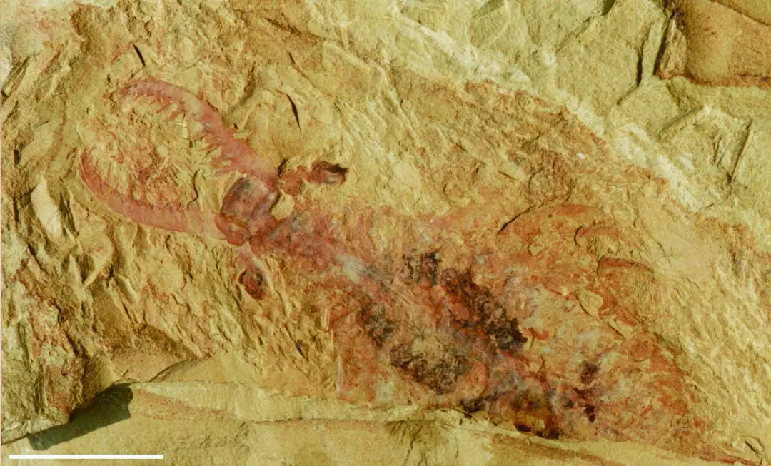 澄江生物群;奇虾化石