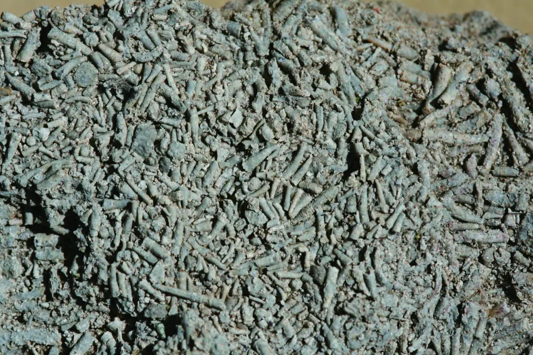 梅树村生物群;小壳化石