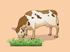 牛体趣话——角的秘密