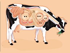 牛体趣话——“四胃一体”助消化