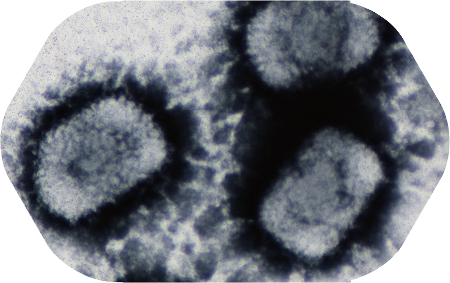 牛痘;疫苗;天花