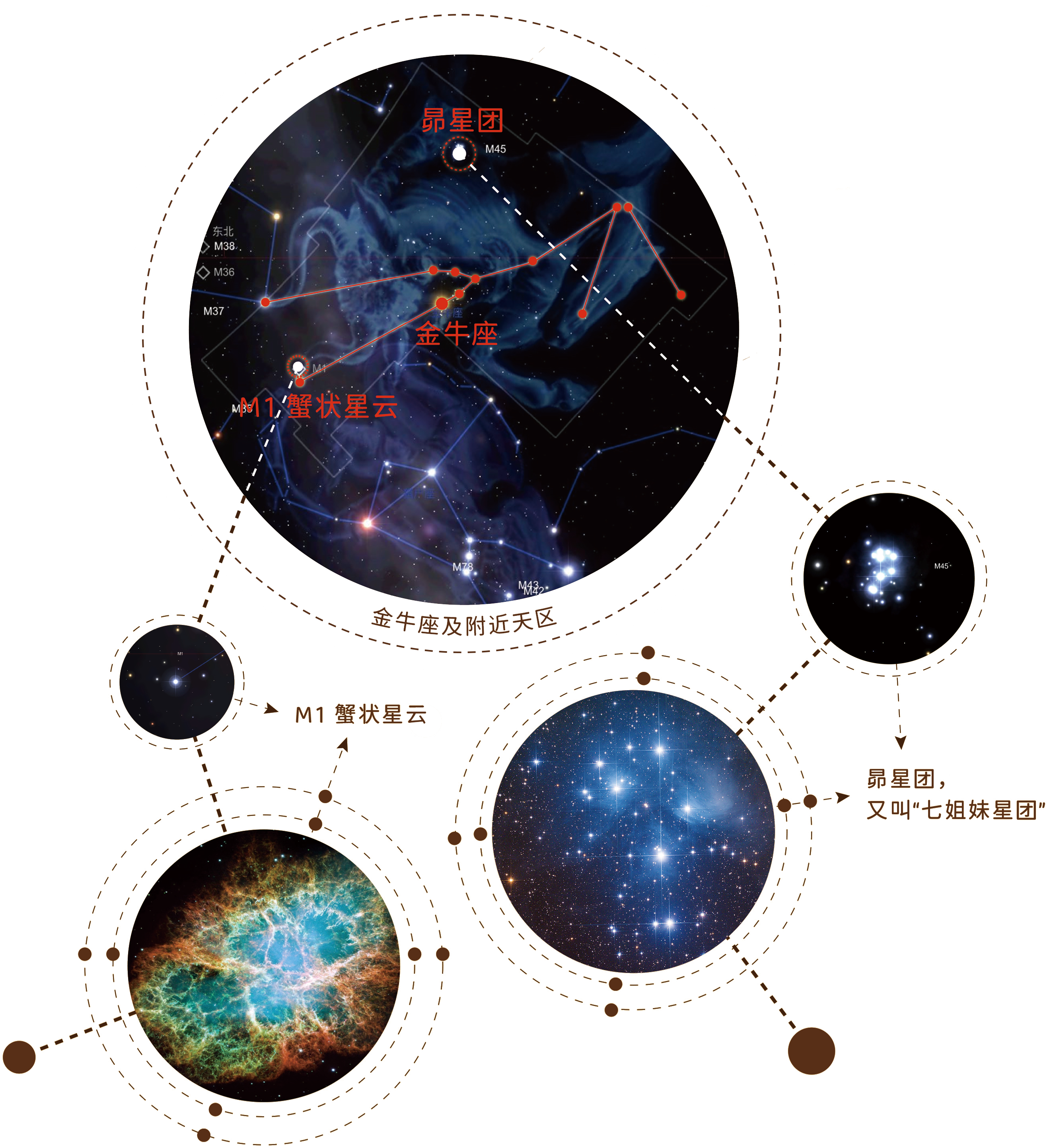 星空中;牛 星空中;牛