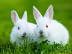 眼睛是红的吗？