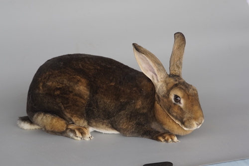 皮用兔-海狸色獭兔