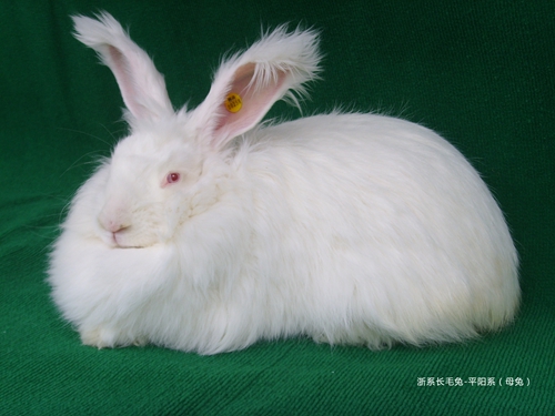 产毛兔-浙系长毛兔