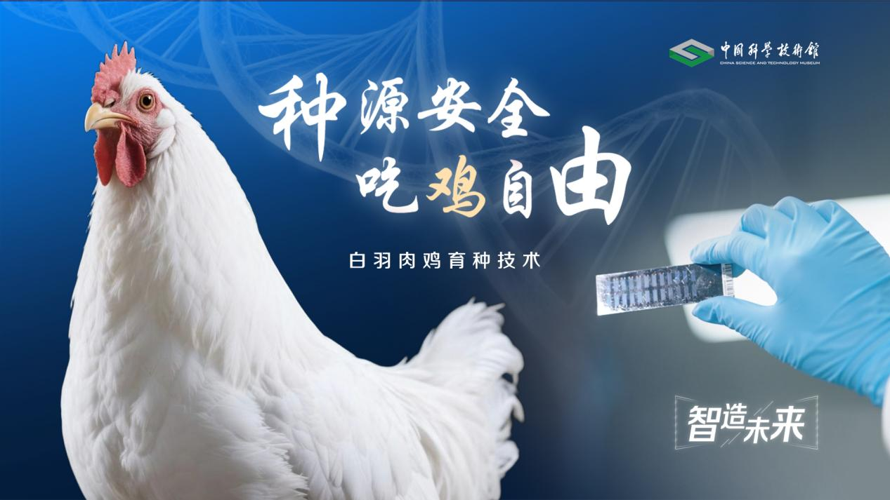 【智造未来】种源安全 吃鸡自由——白羽肉鸡自主育种
