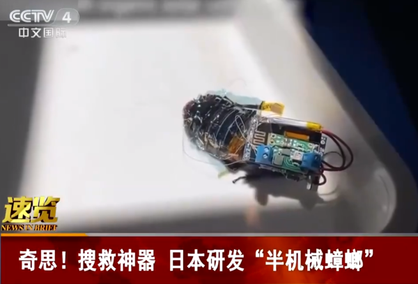 机械,蟑螂,新闻报道 机械,蟑螂,新闻报道