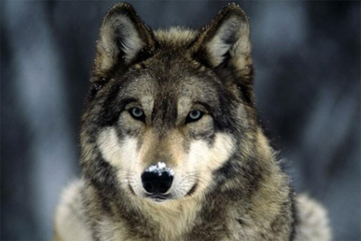 可爱的狗,真的由凶狠的狼变来的吗? 可爱的狗,真的由凶狠的狼变来的吗?