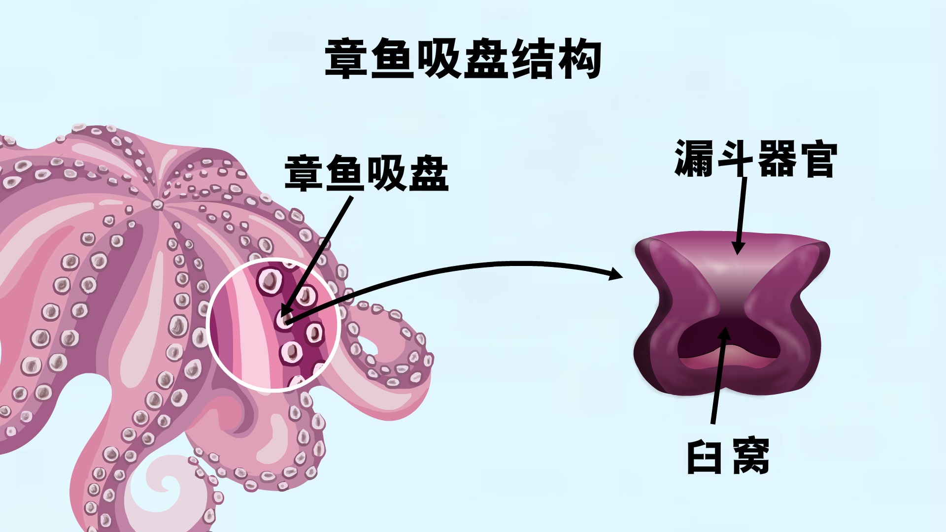 章鱼,吸盘,腔室 章鱼,吸盘,腔室