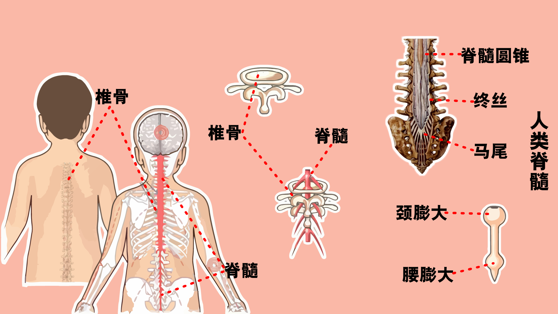 灰质,白质,信息联络