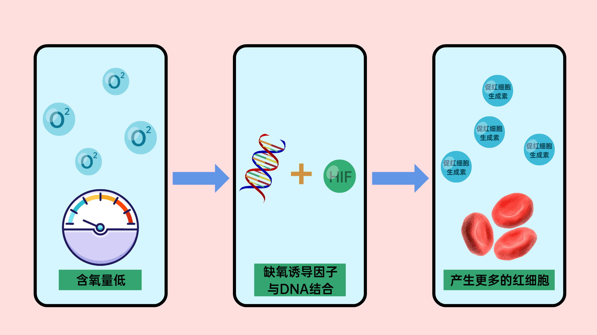 促红细胞生成素,缺氧诱导因子,人体缺氧