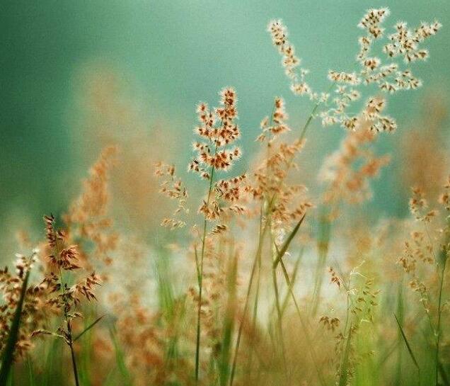 第135集 为什么野草的生命力这么旺盛？