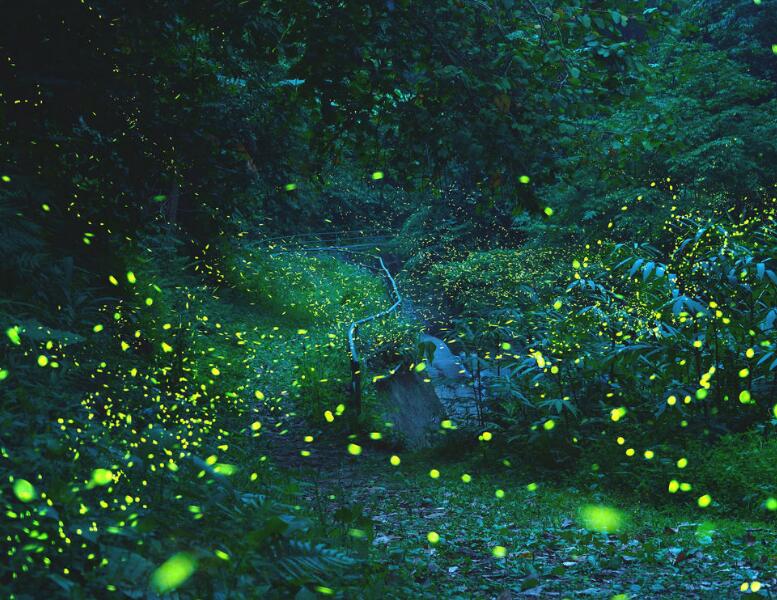 第136集 萤火虫为什么会发光？