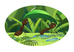 第324集 蚂蚁如何找到回家的路？