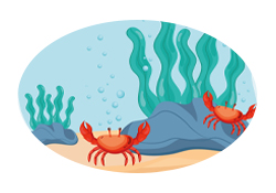 第386集 螃蟹为什么吐泡泡？