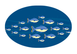 第396集 鱼类也会迁徙吗？