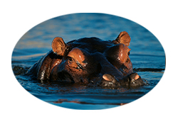 第429集 河马为什么喜欢泡在水里？