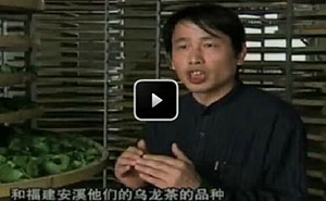 废弃绿茶飘出乌龙茶香